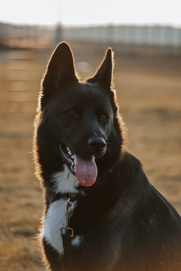 Dieses Bild zeigt ein Foto von einem Hund